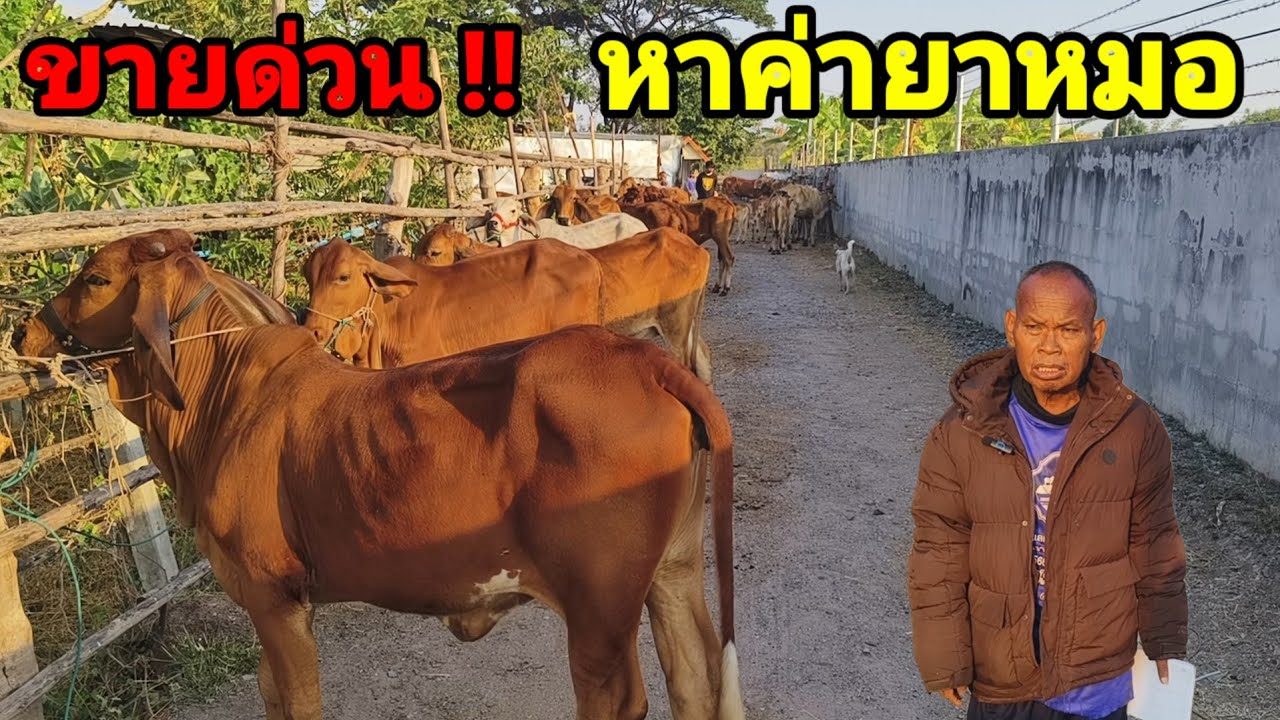 16 ม.ค.69 ขายยกคอก ด่วนๆ หาค่ายาหมอ ชุดหนุ่มสาว,แม่ลูก ถูกๆ