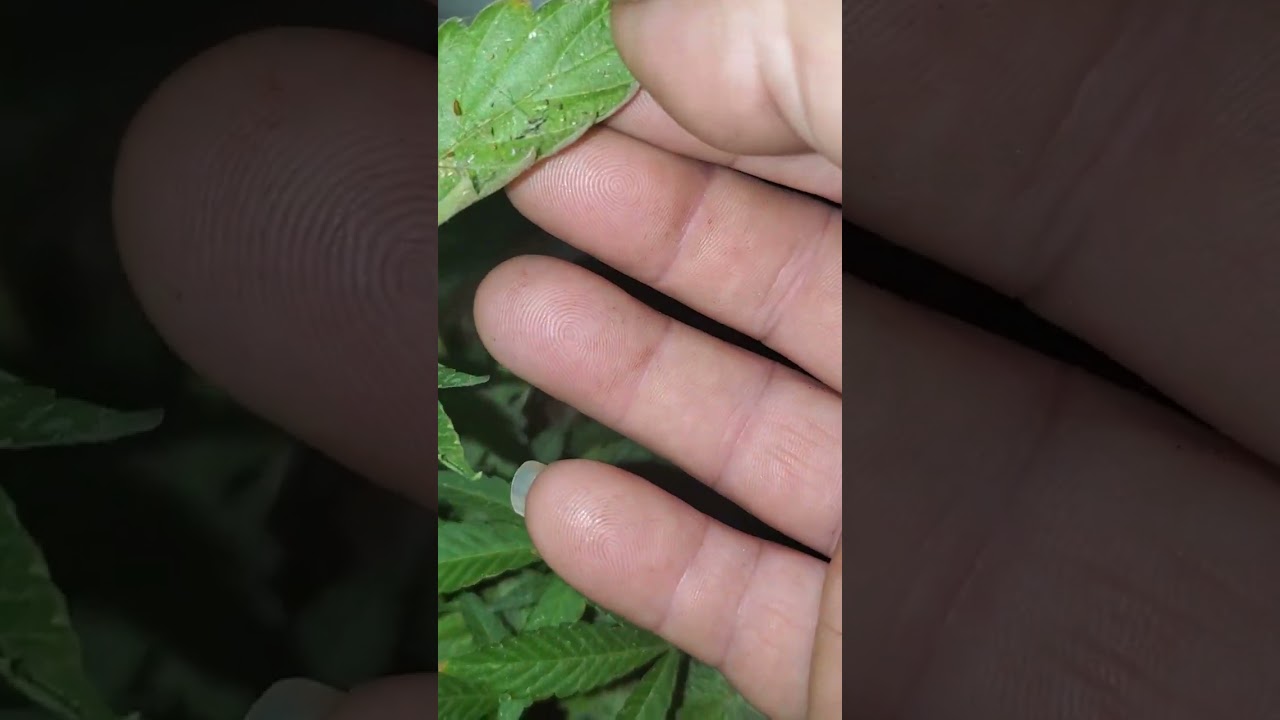Outdoor hydroponics Super frosty buds#hydro #diy