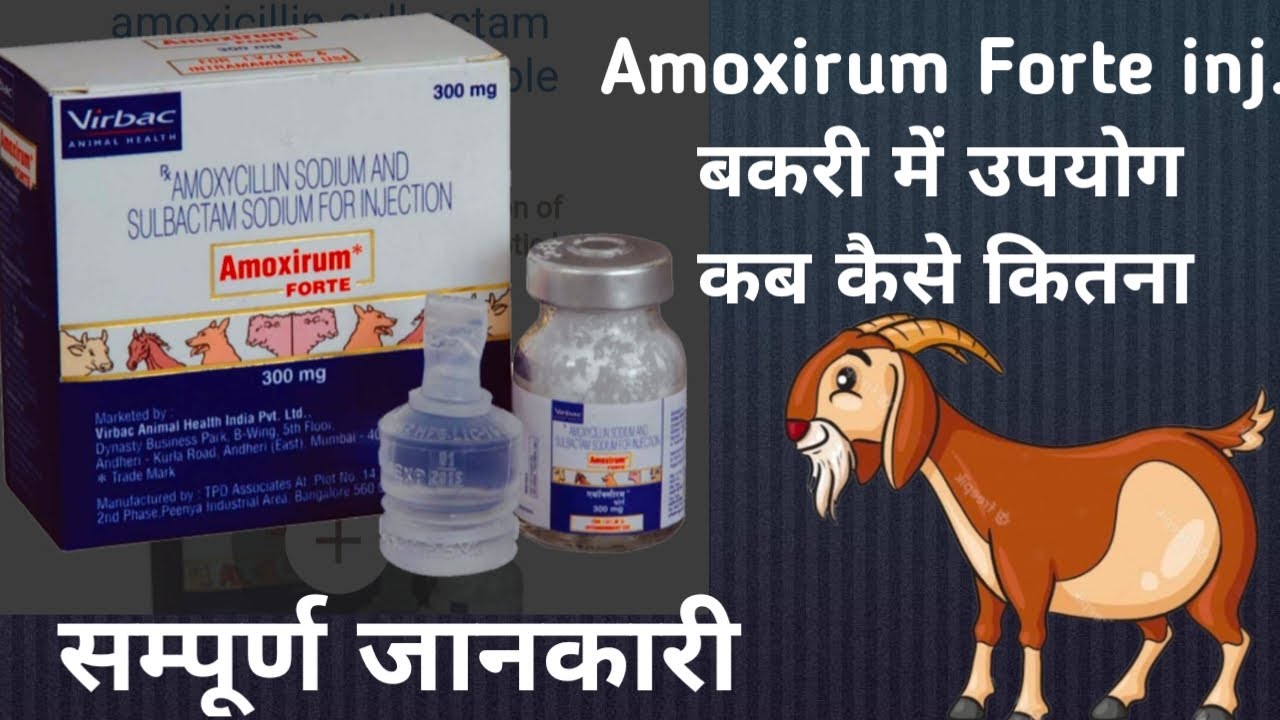 Amoxirum Forte injection uses in Goat in hindi !!
