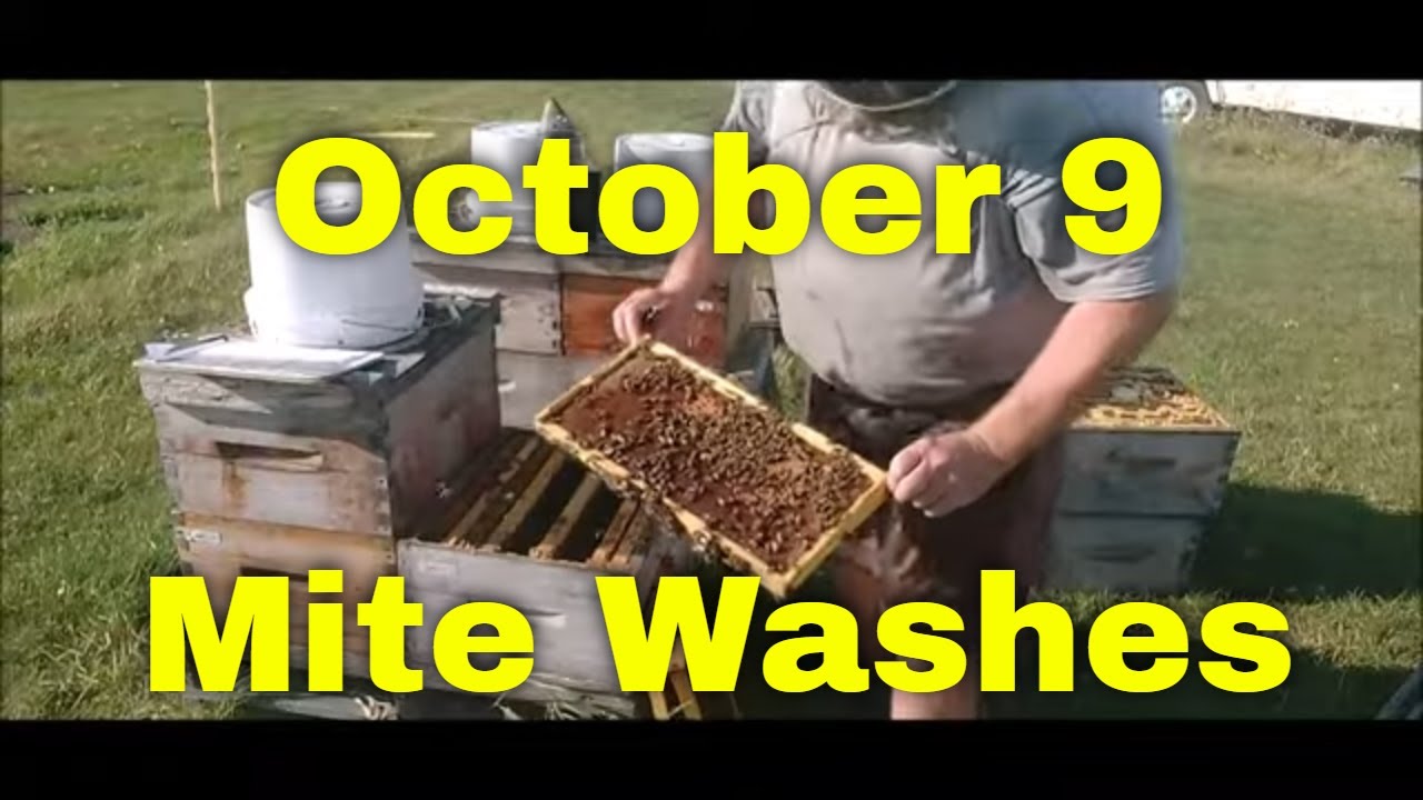 October 9 Mite Washes-That Bee Man