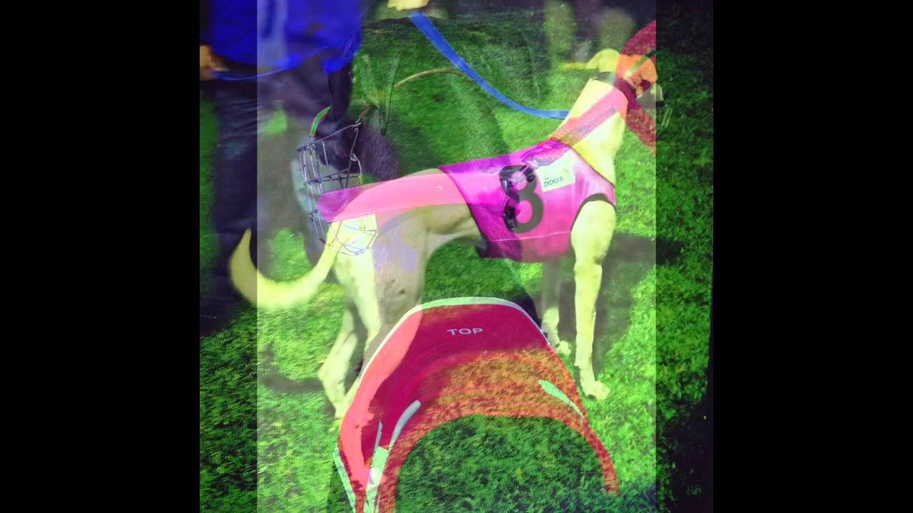 The Greyhound Industry