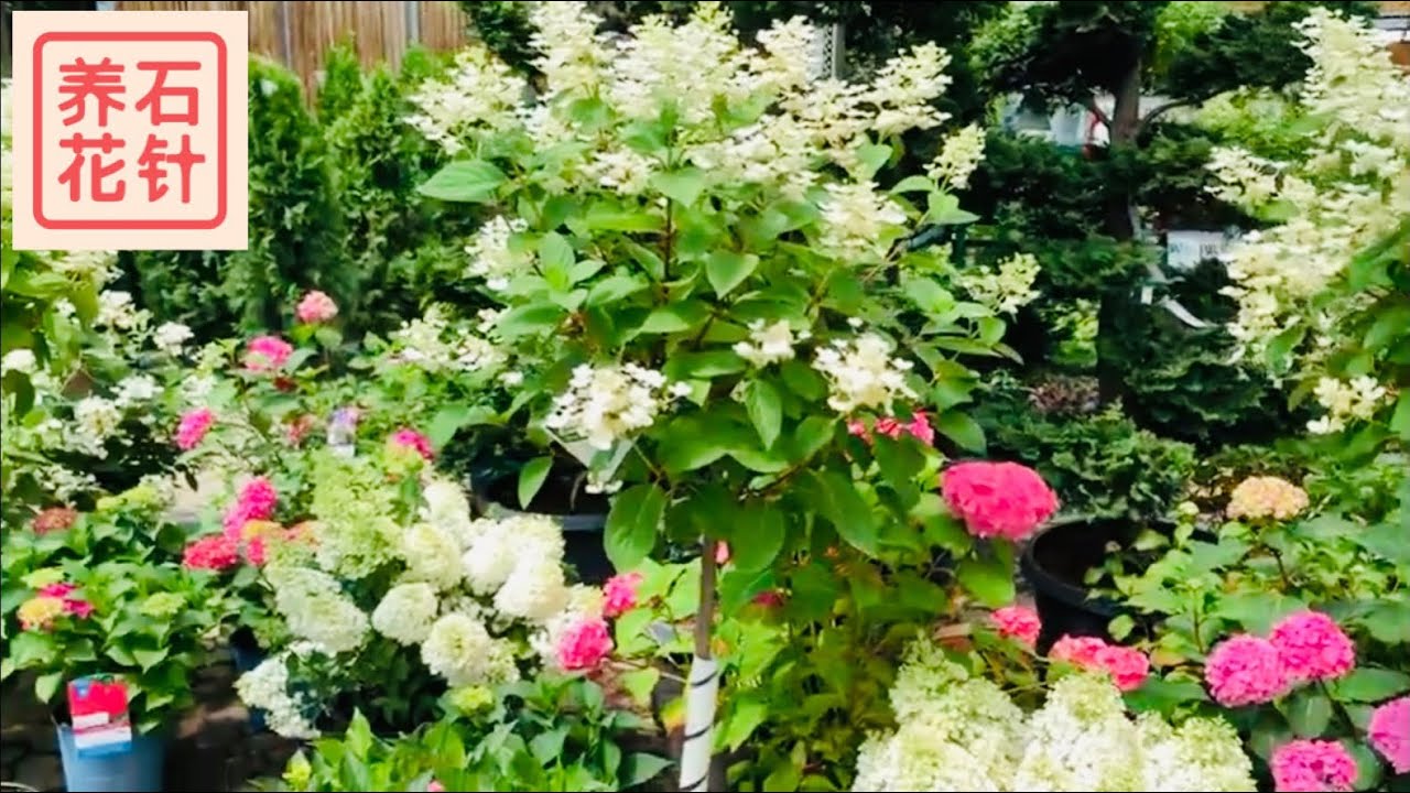 三大类绣球花 - 花店争艳 (macrophylla, arborescens, paniculata )