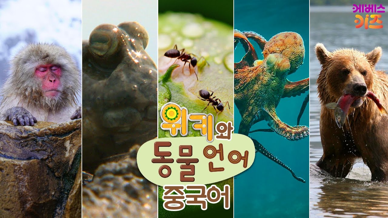원숭이, 망둥어, 개미, 문어, 곰은 중국어로?ㅣ중국어어 배우기ㅣ위키와 동물언어_중국어ㅣ자동공부책상 위키ㅣKBS 방송