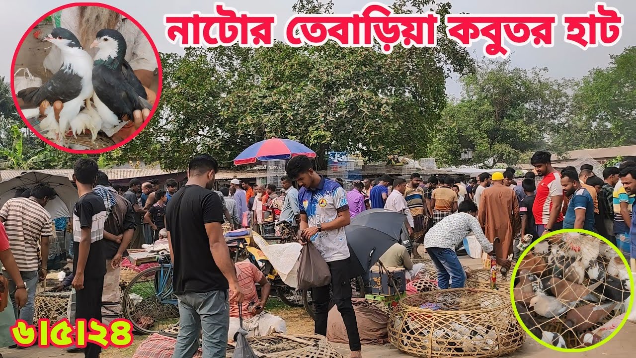 নাটোর তেবাড়িয়া কবুতর হাট ২০২৪। দেশি-বিদেশি কবুতরের আপডেট দাম জানুন।