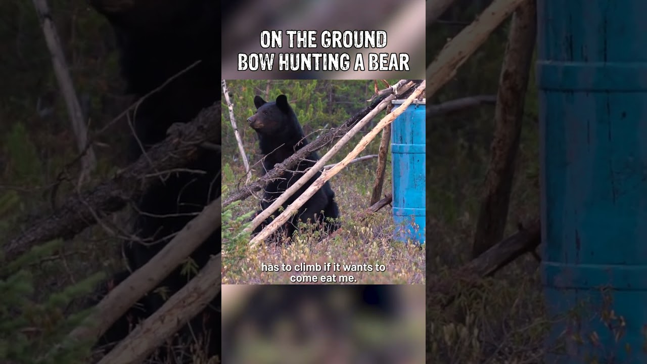 Matti gets within 20 Yards of a Black Bear!