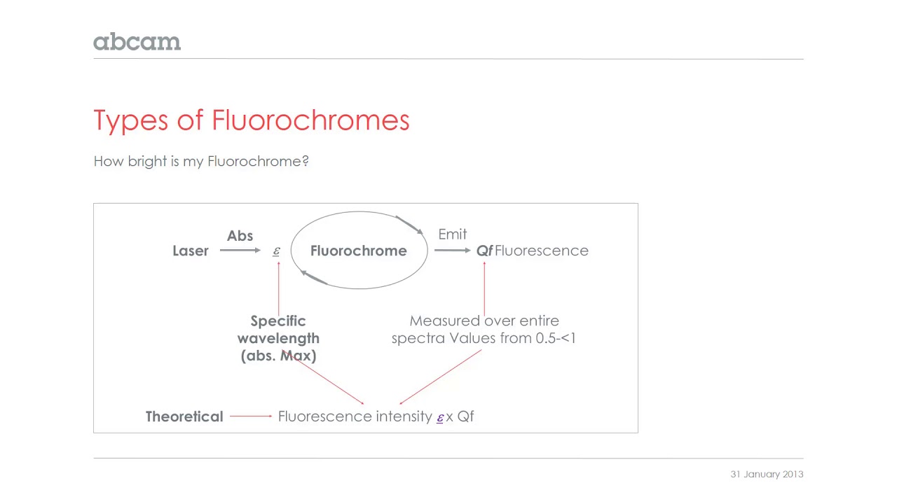 Choosing the right fluorophore for your experiments