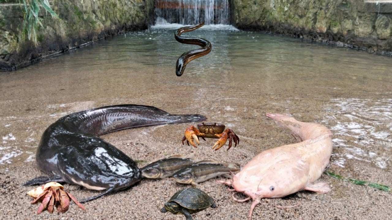 Menangkap Ikan Lele Raksasa Di Air Dangkal