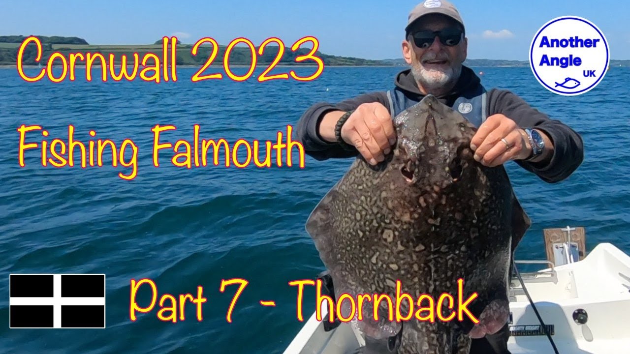 Cornwall 2023 : Fishing Falmouth : Part 7 Large Thornback Ray