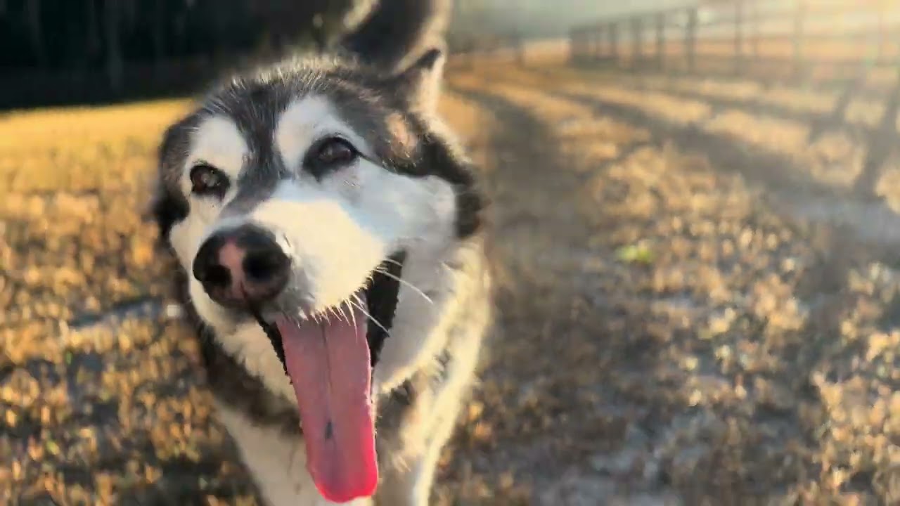 Тонка в патруле, Монро и Зевс на дежурстве 😂🐺