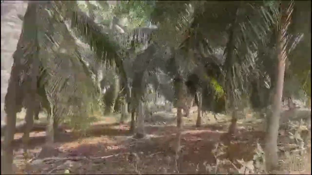  Coconut farm of my friends in Andhra