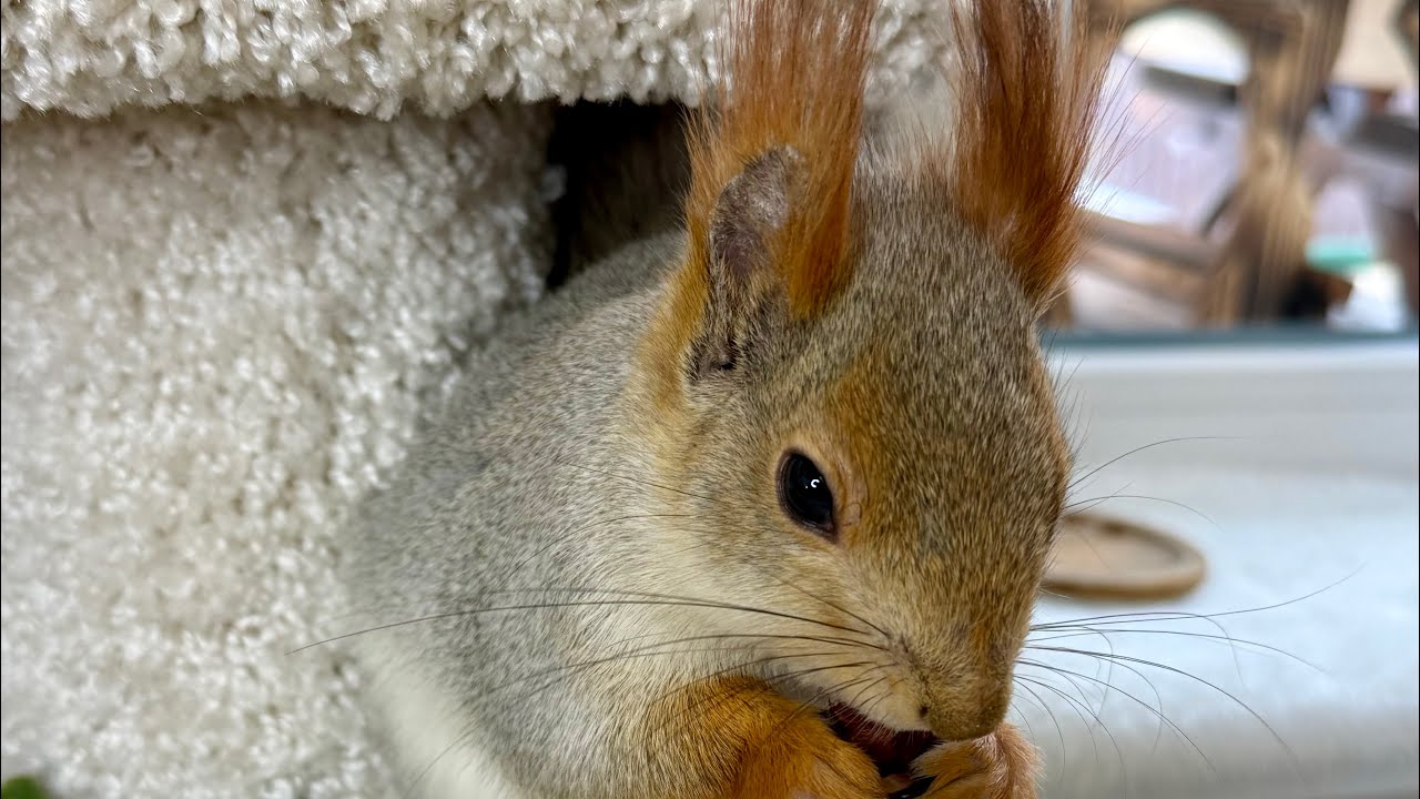 Grandpa & Mama Squirrel 🐿️ дедушка и мама белка.