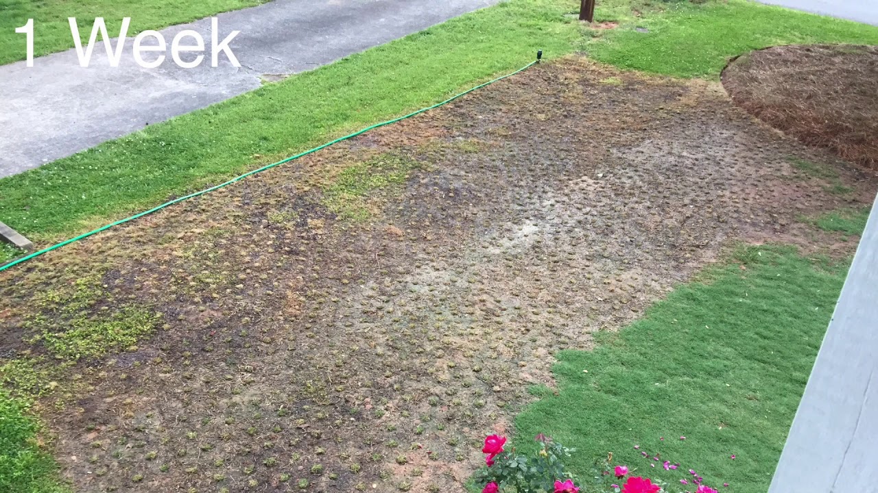 TifTuf Bermuda Plug 12 Week Time Lapse