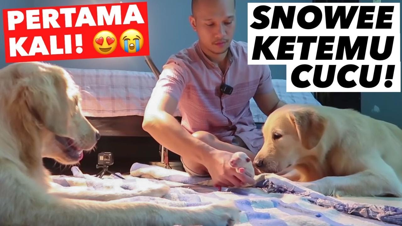 REAKSI SNOWEE LUAR BIASA BANGET! PERTAMA KALI KETEMU CUCU ..