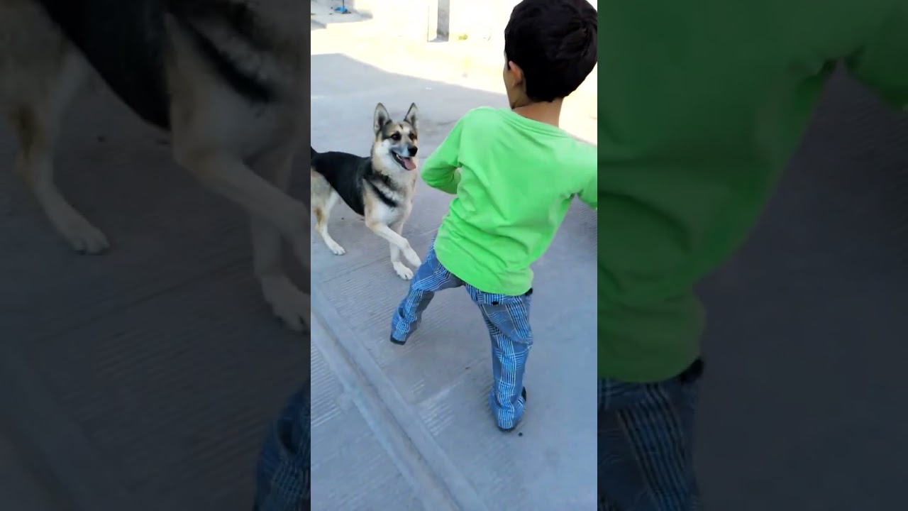 Jugando con mis perros cocco y rayoo🐕🐕‍🦺