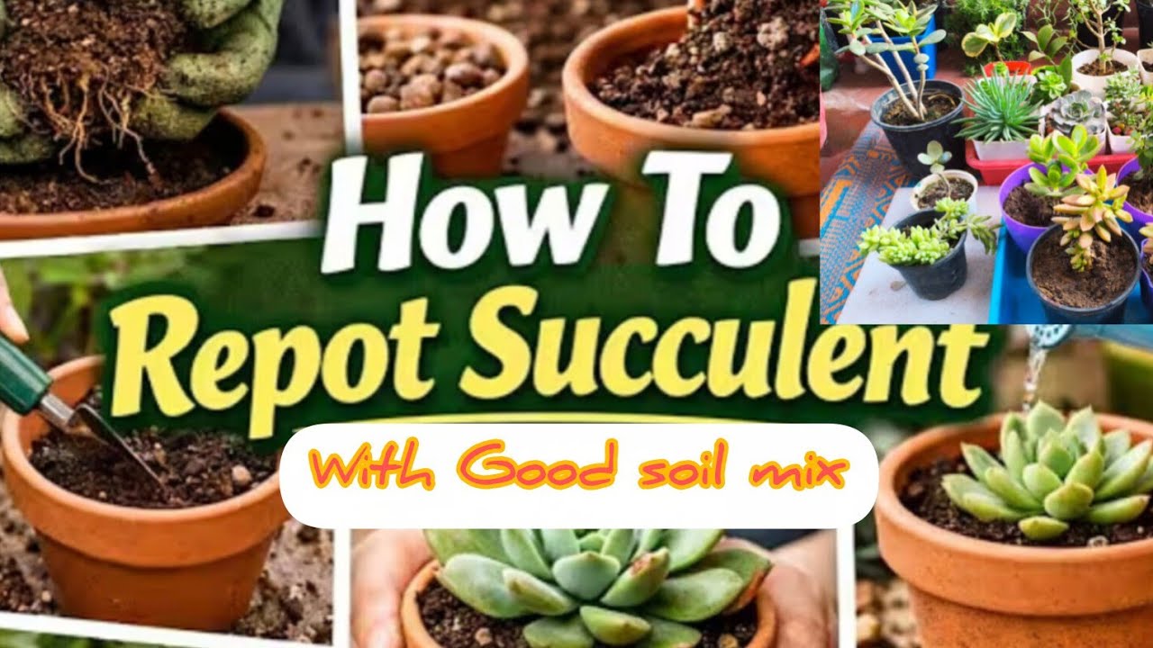 How to Grow&Repot Sucullents?/ With Good Soil mix&Best Care Tips on Sucullents. 