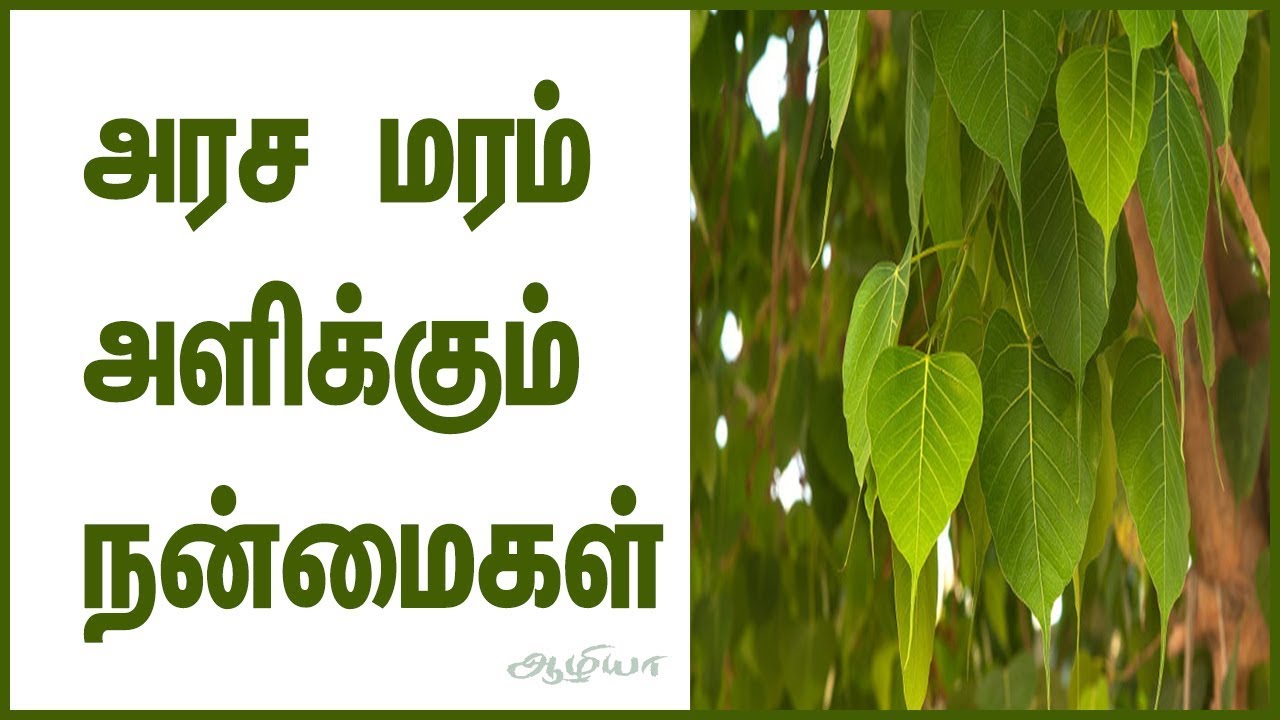 Peepal Tree in Tamil | Arasa Maram |Tamil Maruthuvam |Health Tips | Health Tips in Tamil