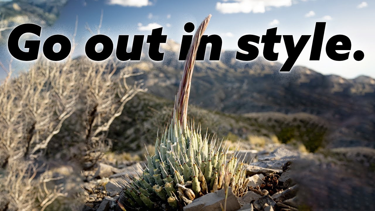 Agave Utahensis's Poetic Monocarpic Lifestyle