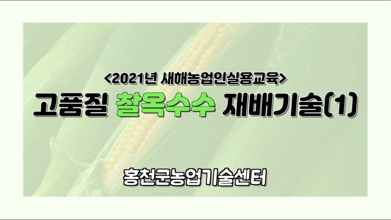고품질 찰옥수수 재배기술 1