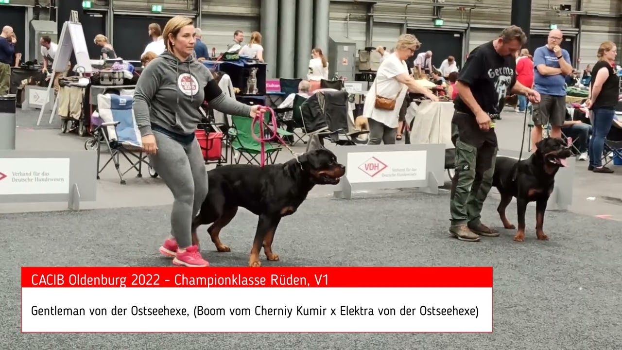 Rottweiler Show - CACIB 2022 Oldenburg