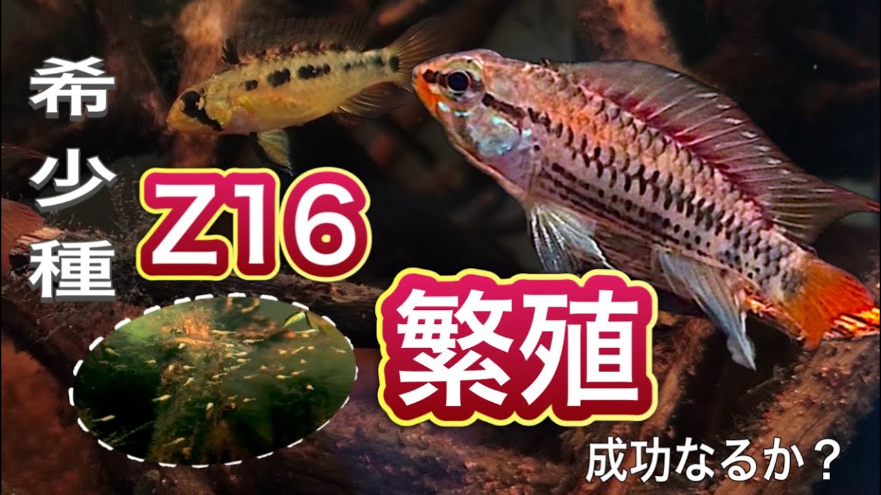 【希少種】アマゾンを再現した水槽でアピストグラマの繁殖に挑む！