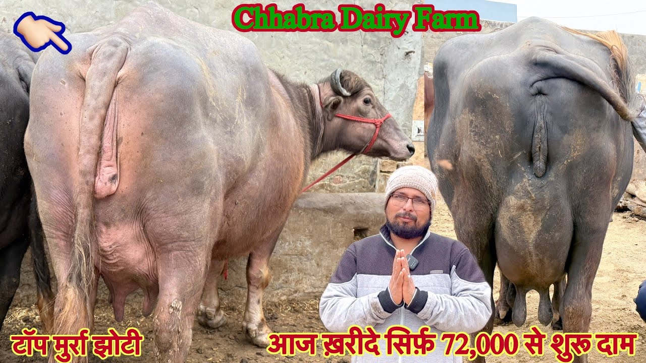आज़ ख़रीदे सिर्फ़ 72,000 में ✅12 से 20 लीटर दूध की झोटिया 🏆25 Buffalo For Sale 😱#animals #murraha 