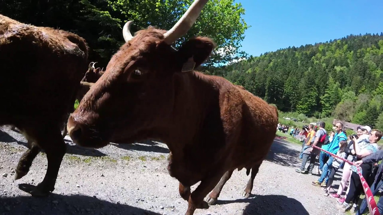 Transhumance Ballon d'Alsace   Morcely 2017