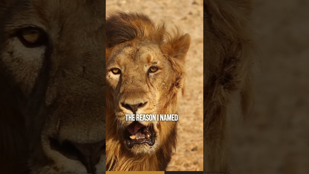 The Lion Diet differs significantly from the traditional Carnivore Diet