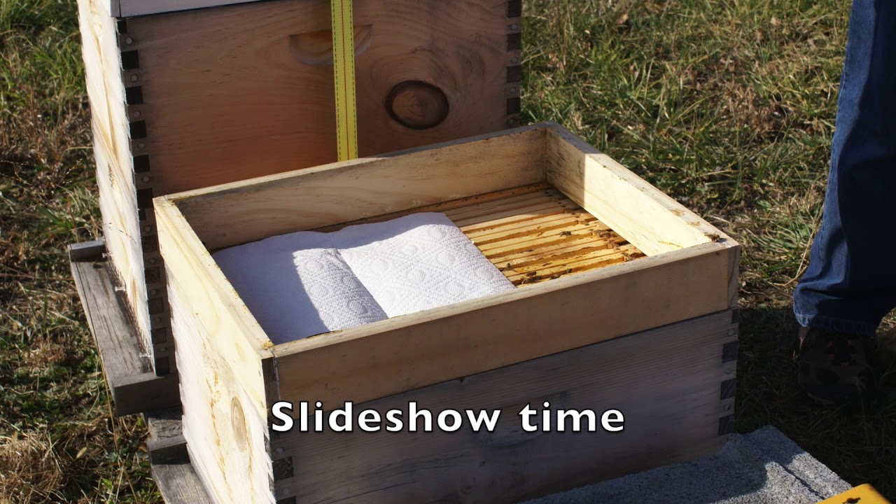 Mountain Camp Feeding 12/11/20 - Granulated Sugar Feeding - Feeding bees