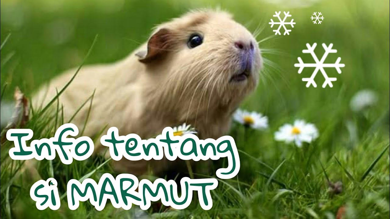 Info tentang Marmut | Halalkah jika dikonsumsi?