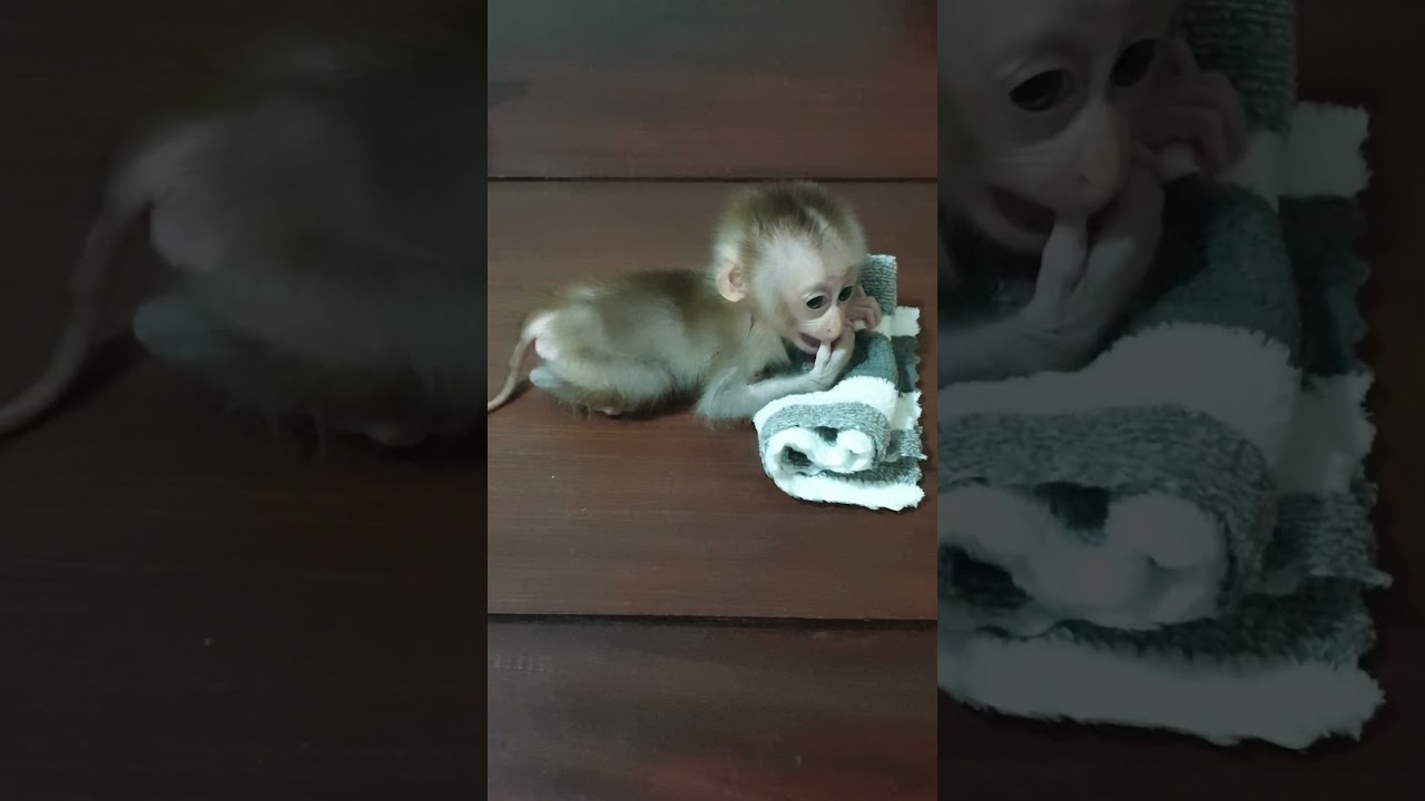 Monkey Mary is very smart #mary #animals #monkey #smart