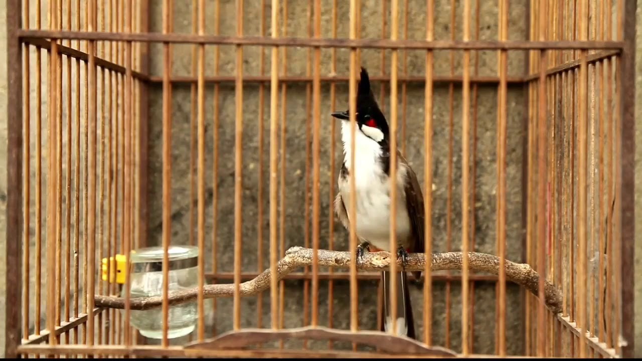 Training Jambul bird singing everyday 2017