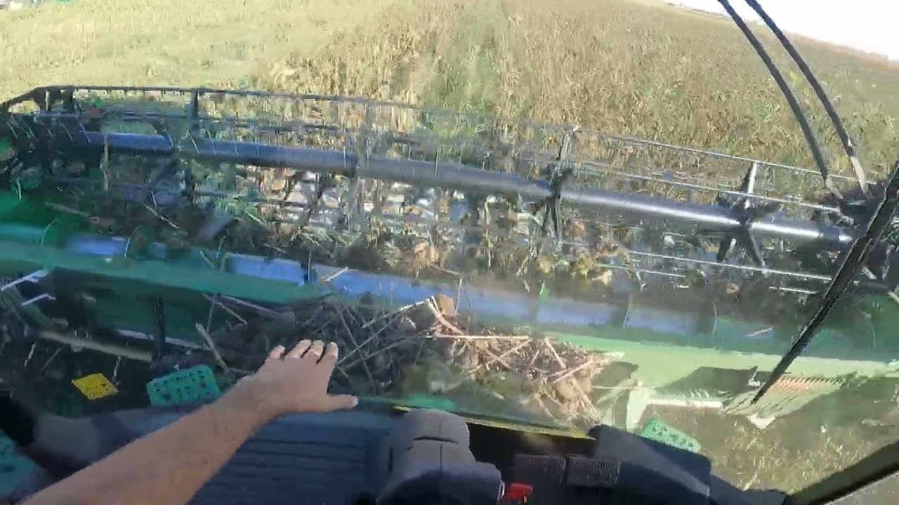 Am inceput la recoltat de floarea soarelui!!!!
