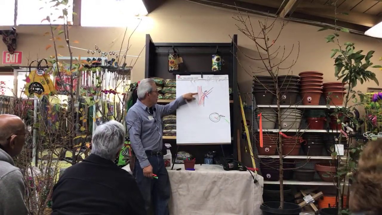 How To Prune Fruit Trees | LIVESTREAM