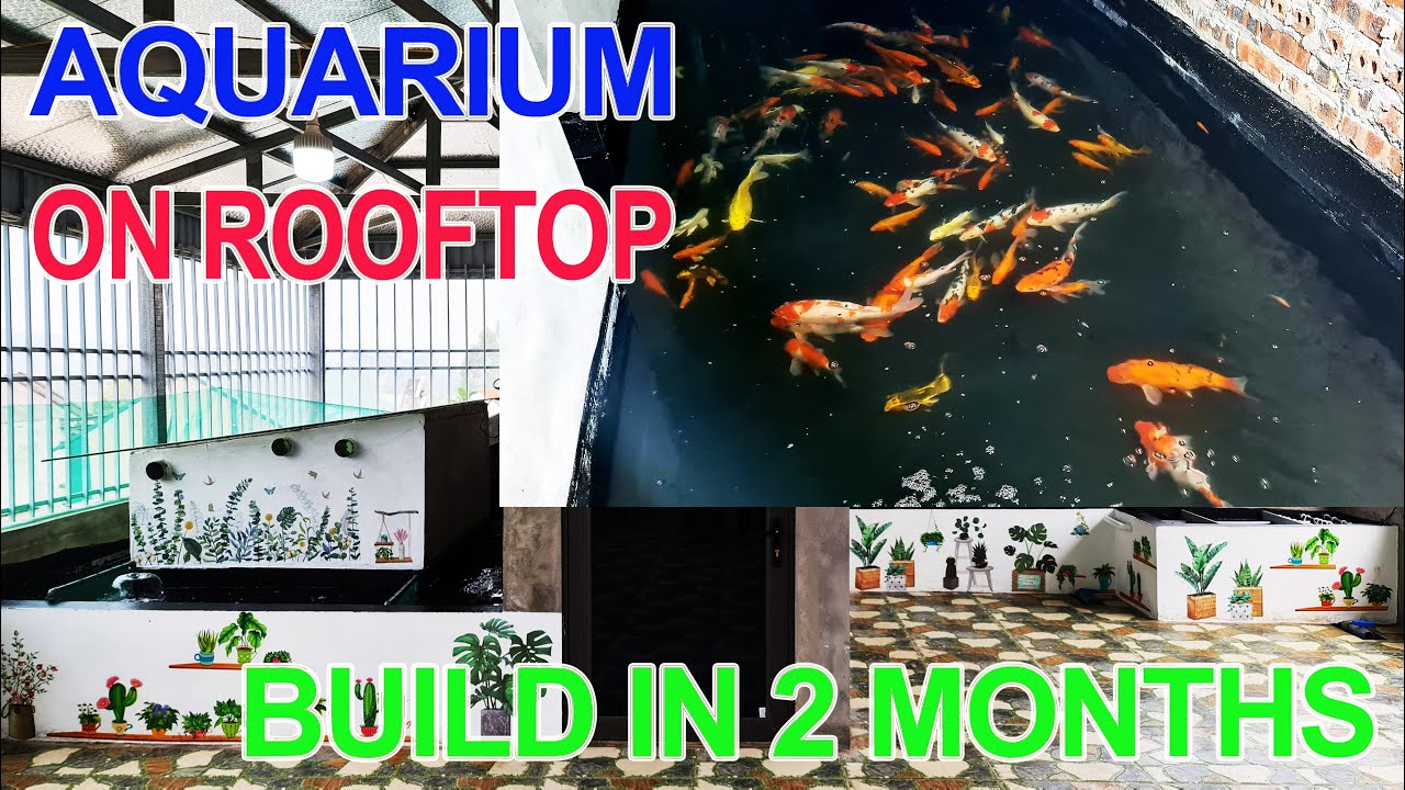DIY KOI Aquarium on Rooftop in 2 months