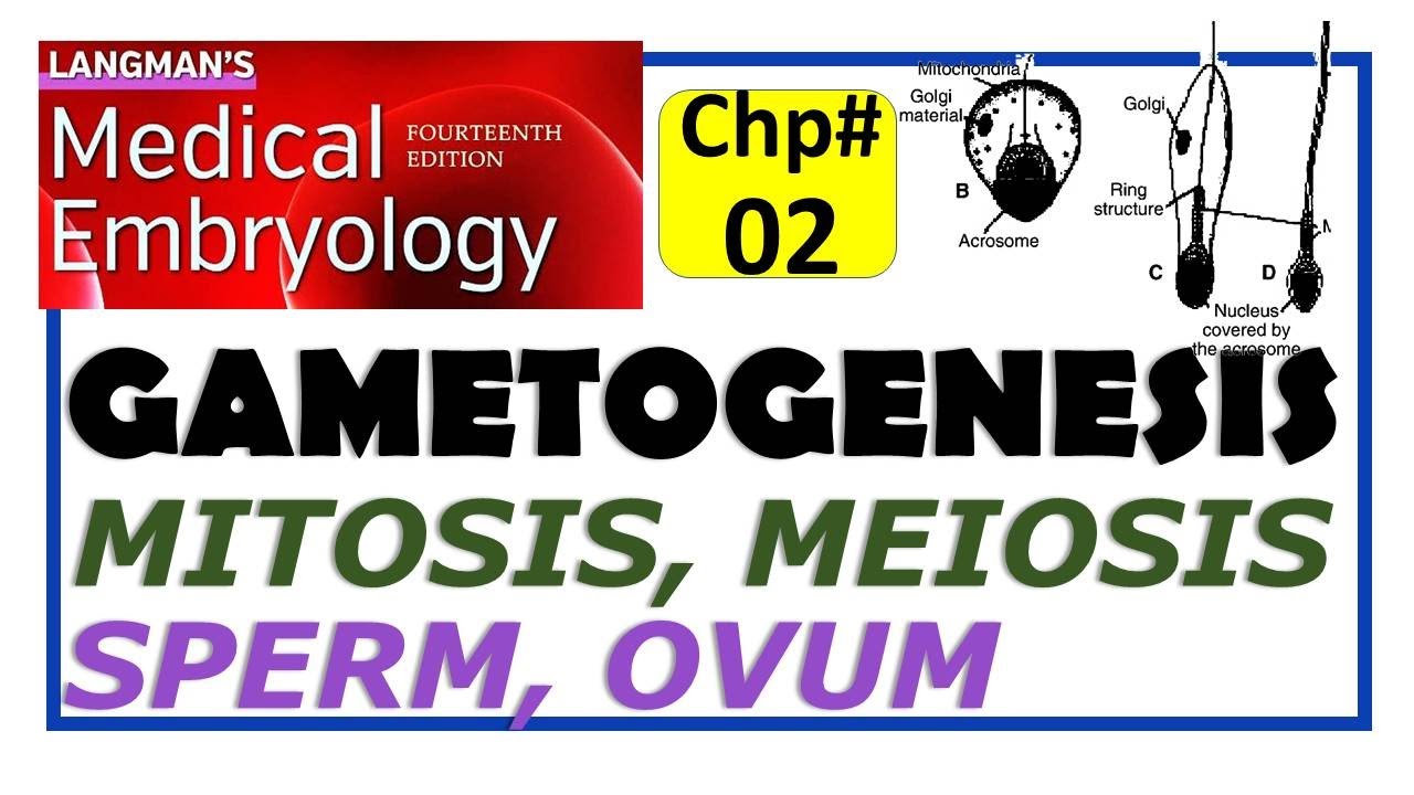 Langman Chapter#2 | Gametogenesis | Male and Female Gametes | Mitosis | Meiosis | Embryology