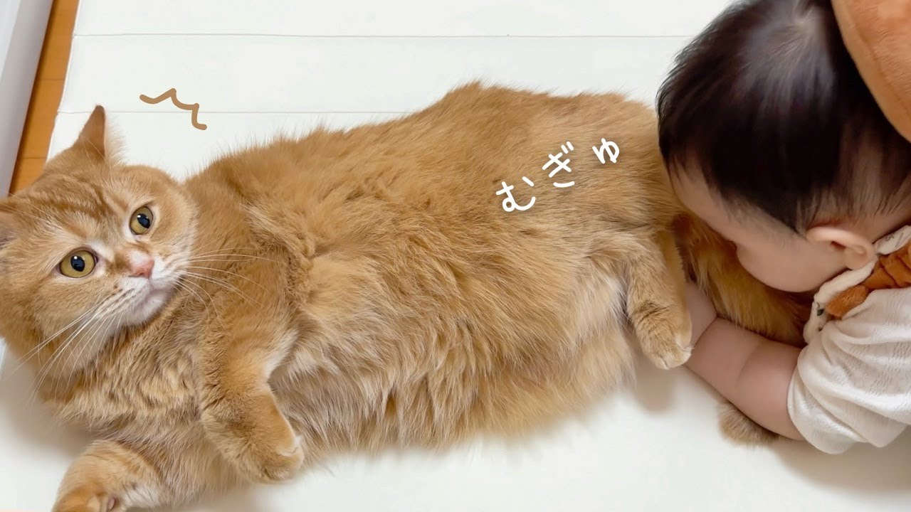 猫吸いにハマってしまった0歳児がこちらw
