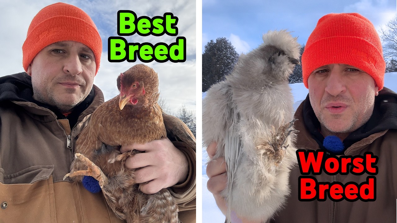 Best Chicken Breeds for Cold Climates
