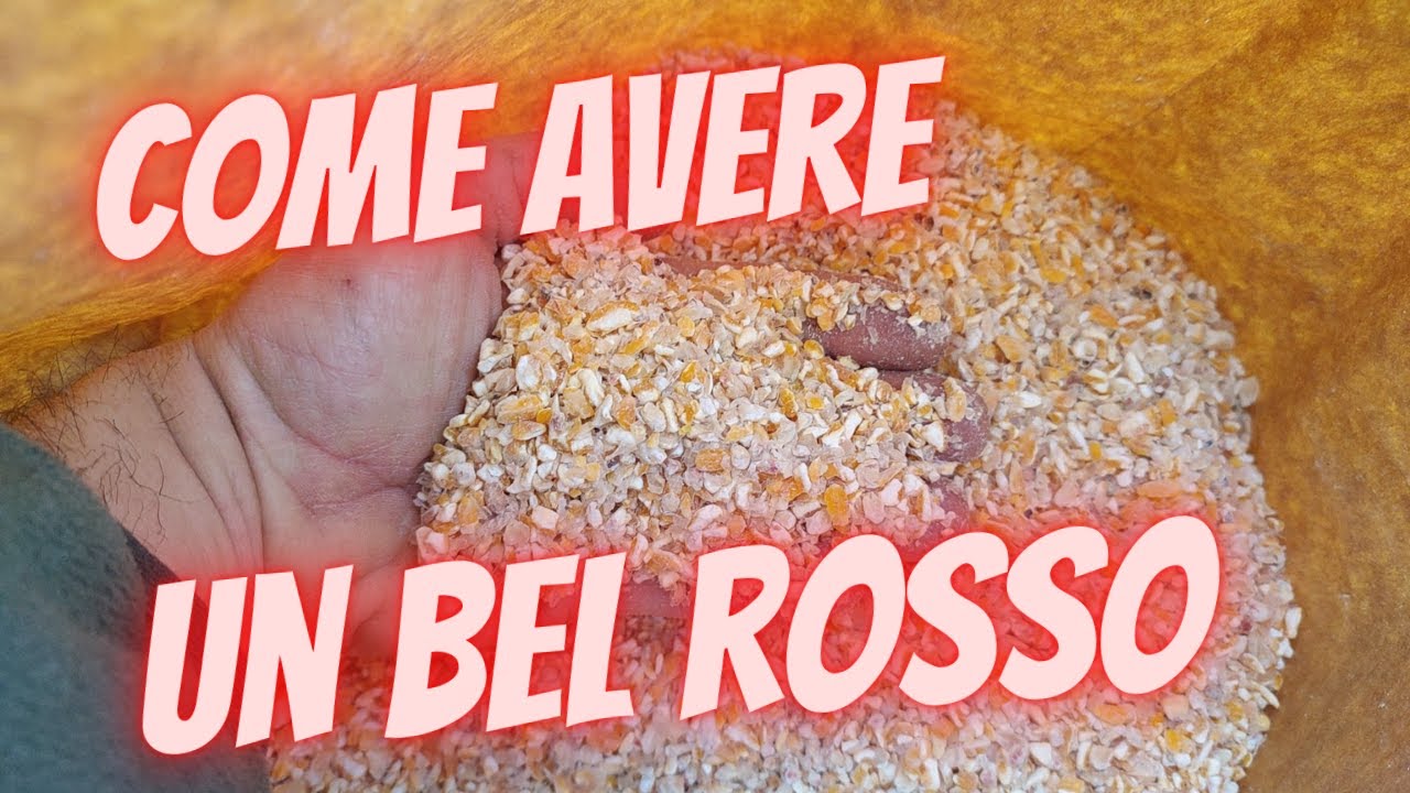 come avere le uova con un bel tuorlo rosso