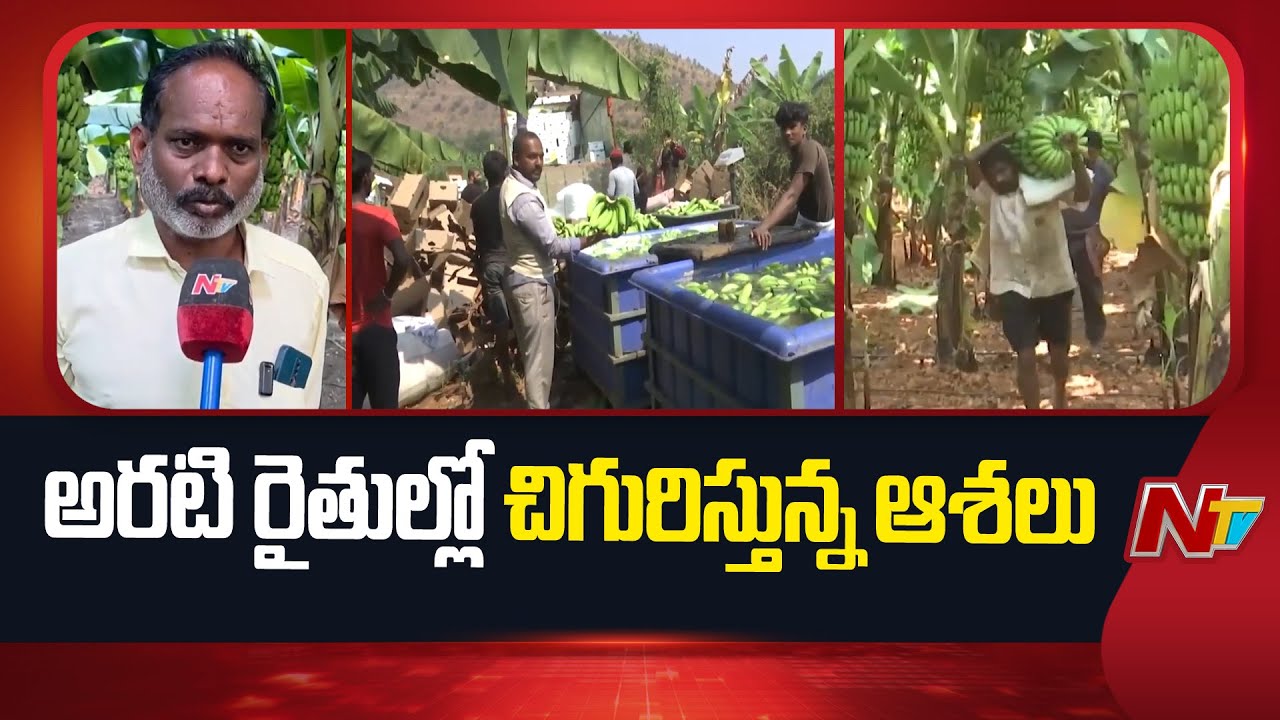 అరటి టన్ను రూ.22 వేల వరకూ కొనుగోళ్లు | Special Report On Kurnool Banana Farmers | NTV Telugu