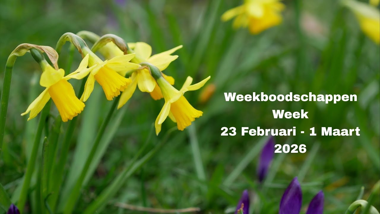 Weekboodschappen van de engelen per sterrenteken + keuzekaartjes 😇💖🙏