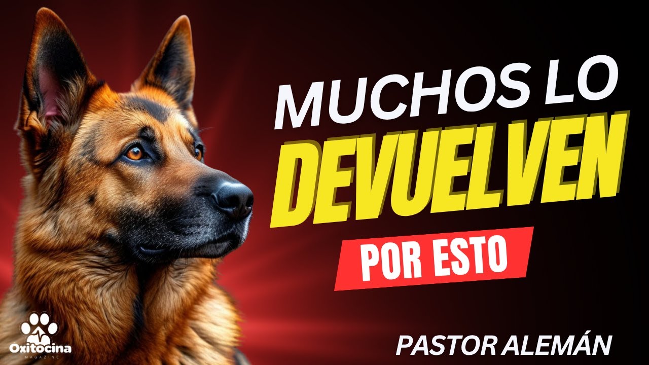 Pastor Alemán: Lo que nadie te advierte (y cómo evitarlo)