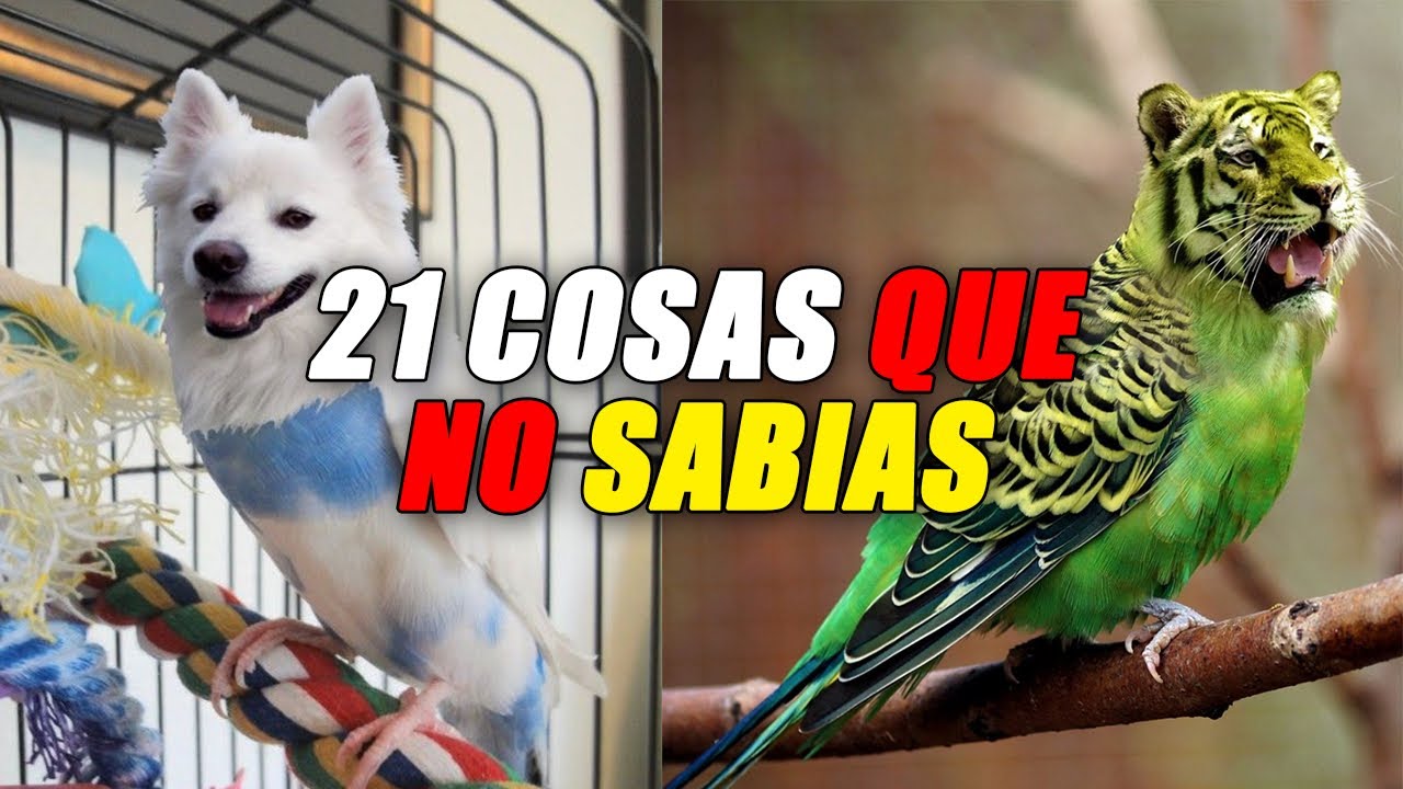 21 Datos que no conoces 😧😧 #curiosidades #animales #zoológicos 