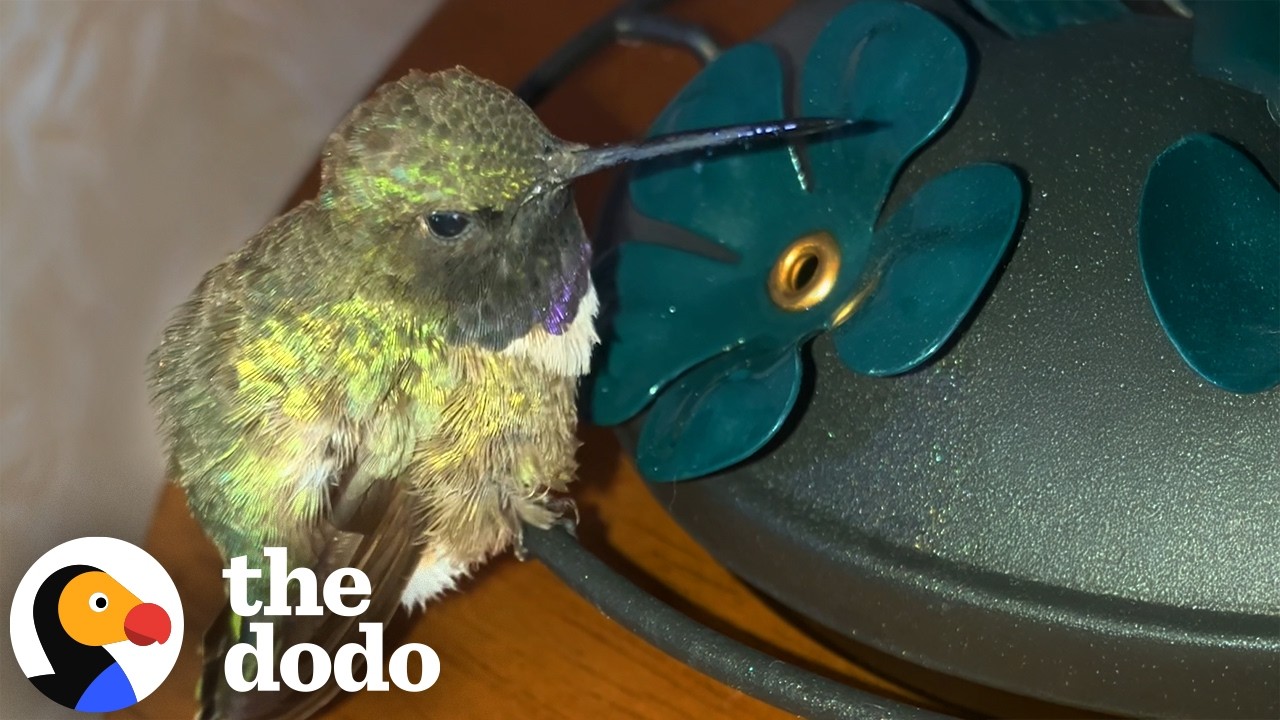 Женщина потратила четыре часа на то, чтобы оживить колибри | The Dodo