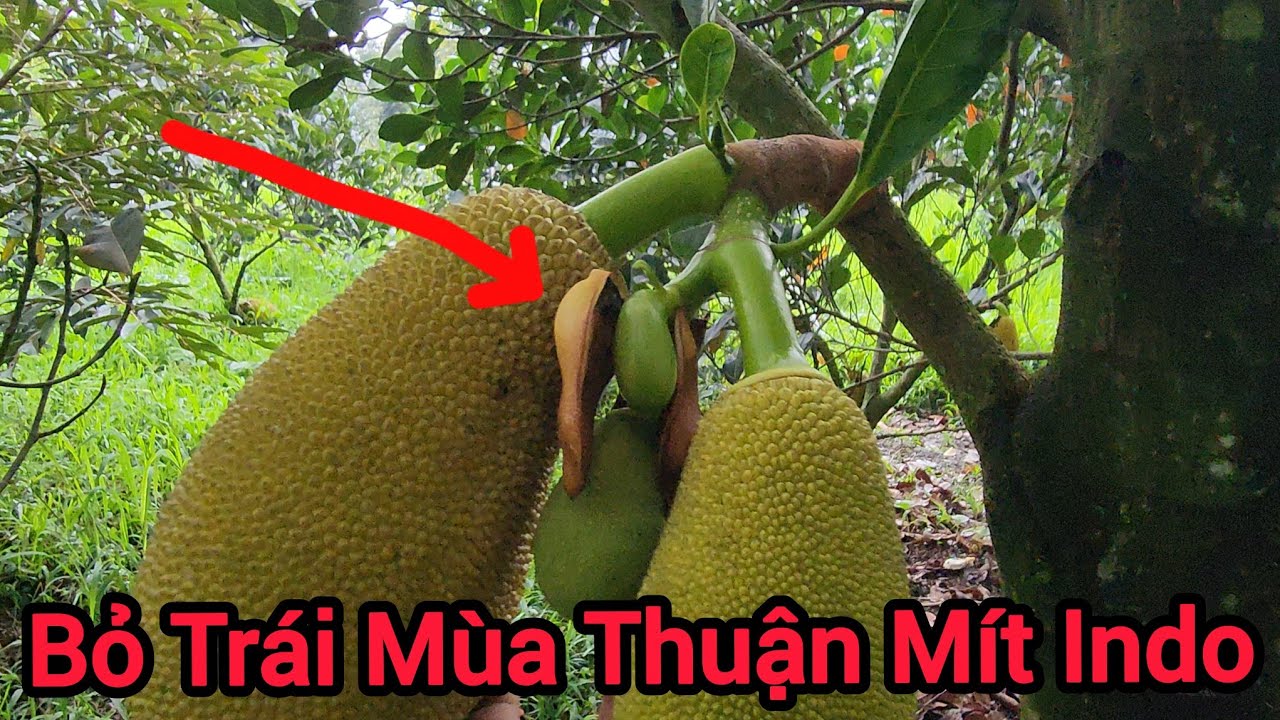 Cắt Bỏ Lứa Trái Mùa Thuận Của Vườn Mít Indo Ruột Đỏ Xơ Vàng - Tập Trung Làm Bông Cho Mùa Nghịch