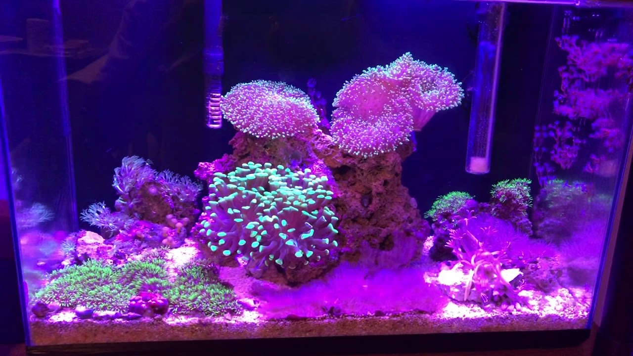 Nano Reef Marinho 25 Litros