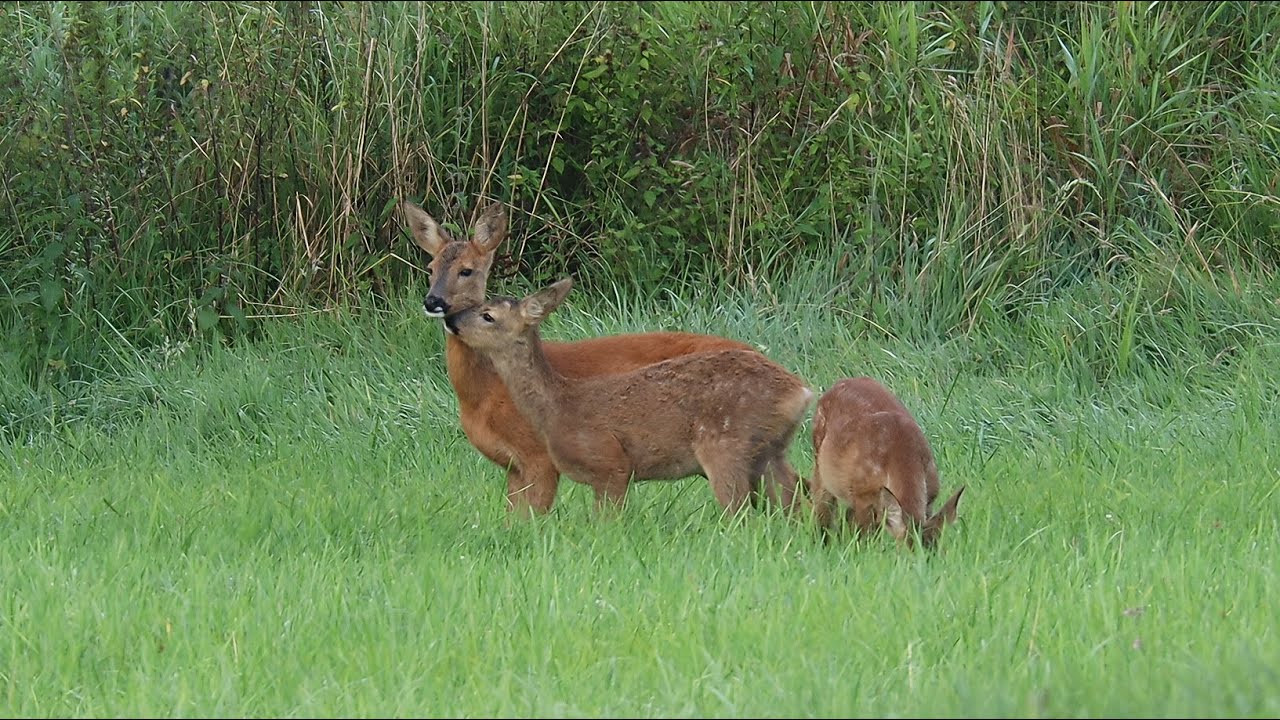 Rehwild in der Rietberger Emsniederung 4, Rehkitz, Rehbock flehmt,roebuck flehmen behavior Naturdoku