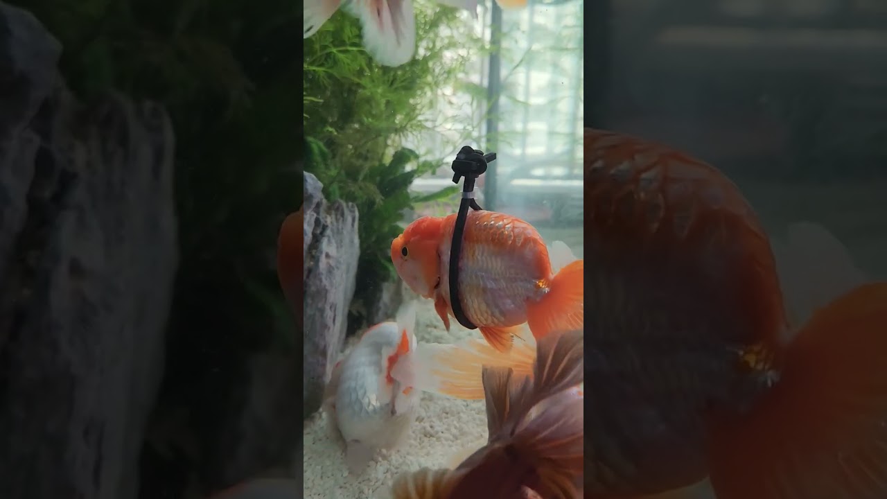Did a small floating and balancing device for this fellow who suffered from swim bladder disorder.
