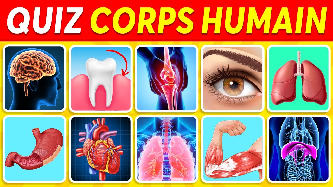 Devine 30 PARTIES du CORPS HUMAIN 🧍‍♂️🧠🧬 Quiz ANATOMIE ✅