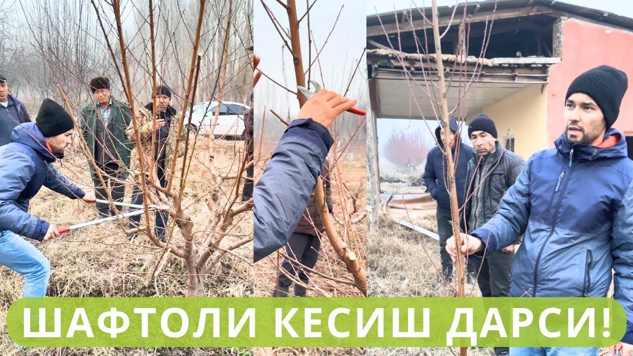 ШАФТОЛИ КЕСИШ ҲАҚИДА ТЎЛИҚ АМАЛИЙ ДАРС ВА САВОЛ-ЖАВОБЛАР!