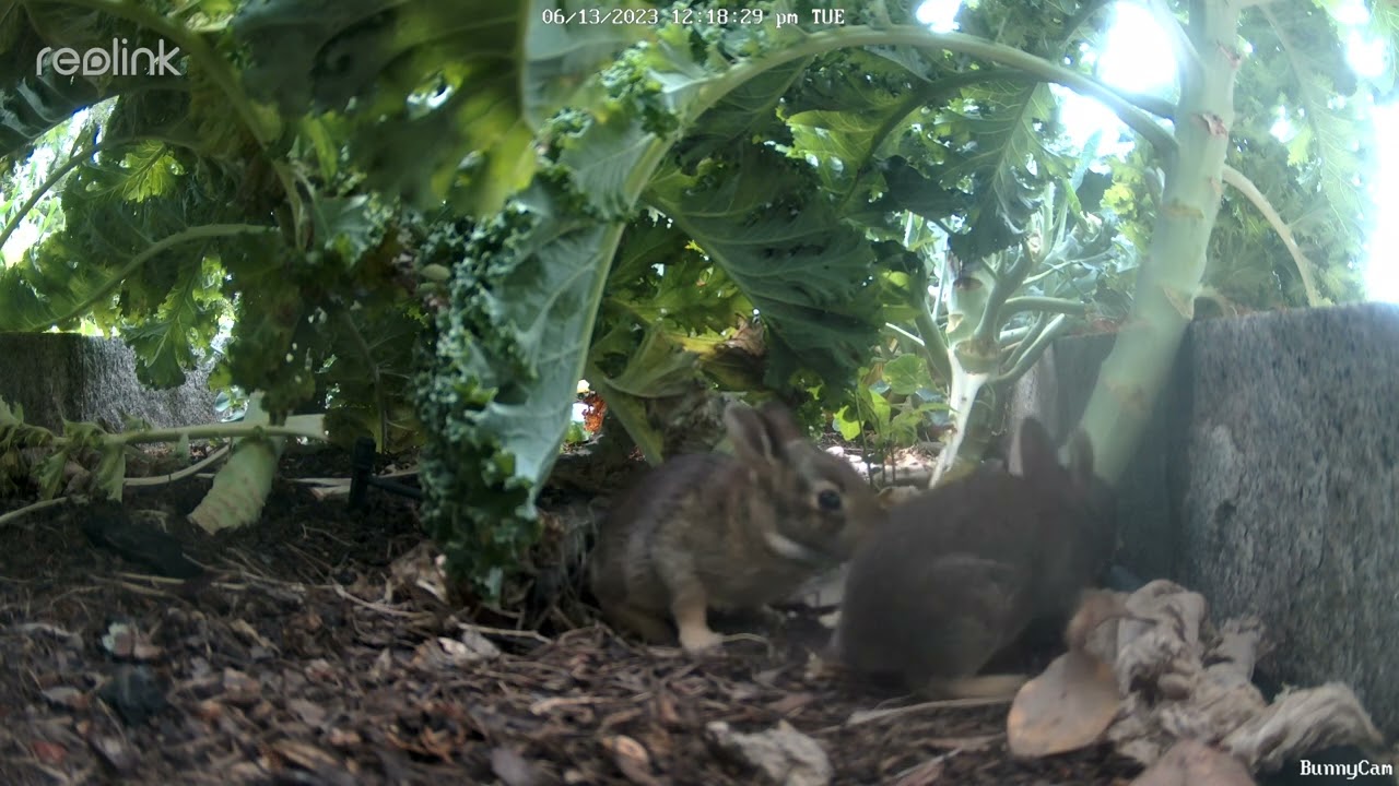 Baby Bunnies Leaving Nest